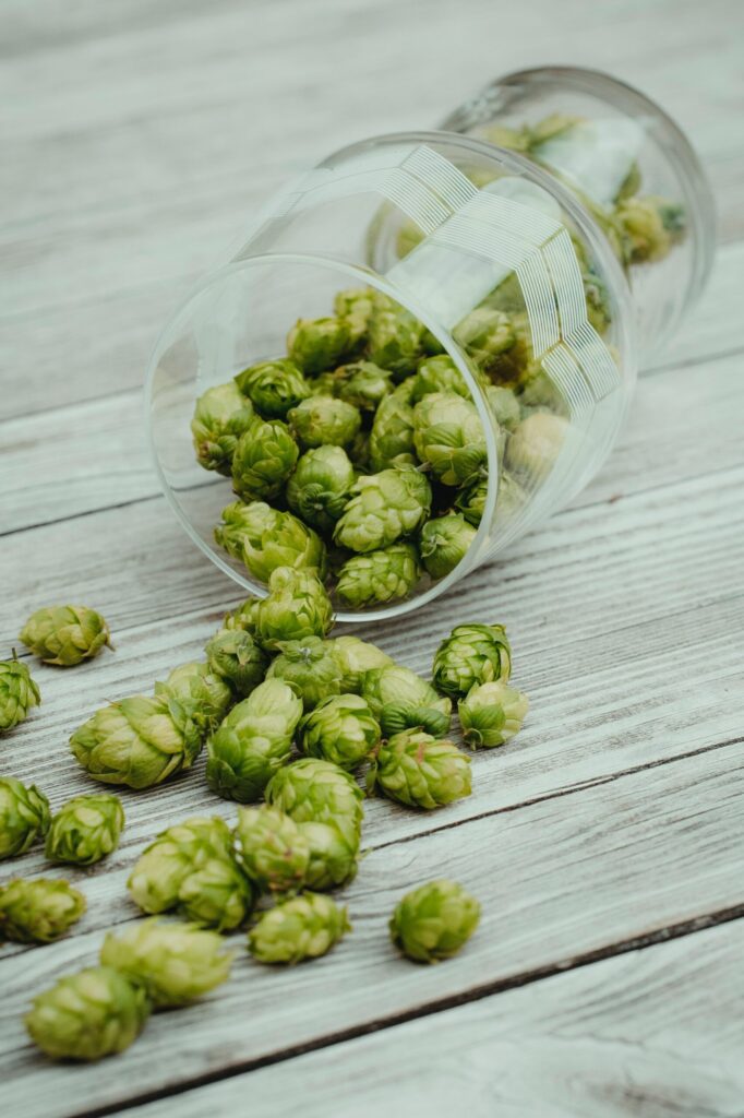 houblon brasseurs d'Alsace